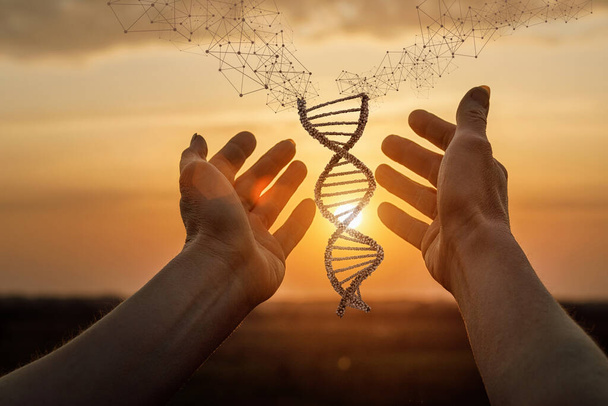 Hände zeigen DNA-Moleküle vor dem Hintergrund eines sonnigen Sonnenuntergangs. - Foto, Bild
