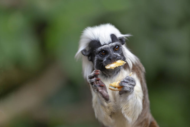 Тамарін Піншер - маленька коричнево - біла мавпа, що сидить на стовбурі дерева і їсть його. - Фото, зображення