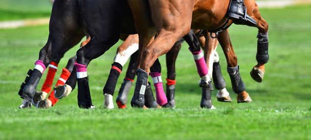 Gros plan sur les jambes des chevaux de polo. Horizontal, en mouvement, photo de groupe
. - Photo, image