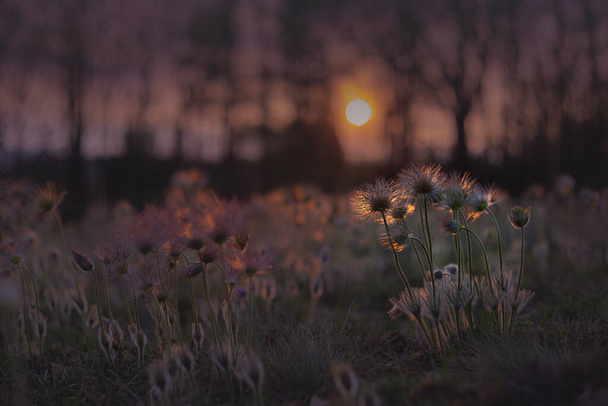 Pussatila grandis - flowering pasque flowers in the meadow with the setting sun - Photo, Image