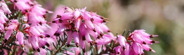 Pink Erica carnea flowers (winter Heath) in the garden in early spring. Floral background, botanical concept - Photo, Image