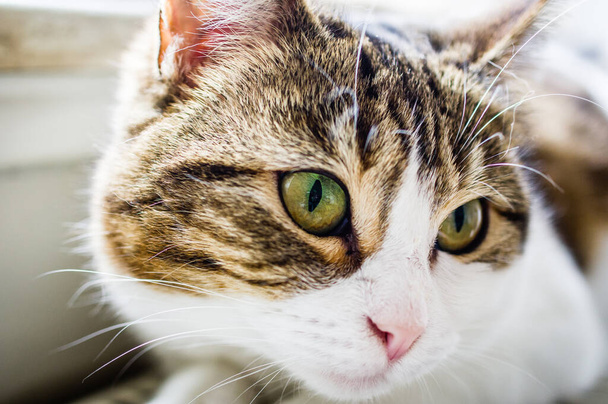 Gato europeo de taquigrafía con mirada penetrante y ojos verdes - Foto, Imagen
