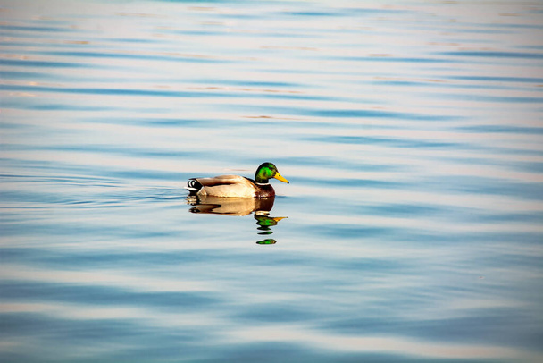 kaczki w jeziorze - Zdjęcie, obraz