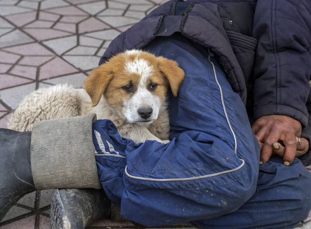  Un perro callejero entre las piernas de una persona sin hogar
. - Foto, imagen