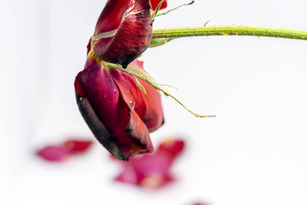 Dead rose with petals on white background. - Photo, image