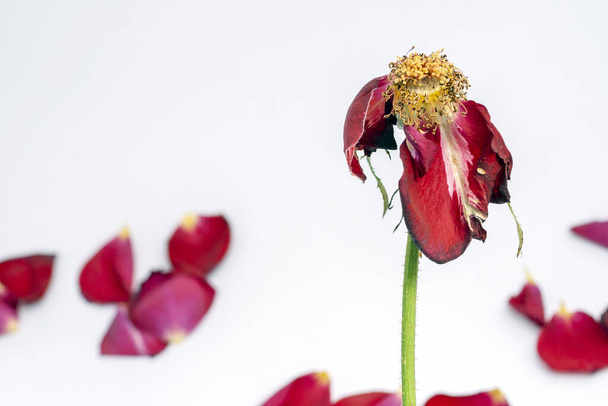 Tote Rose mit Blütenblättern auf weißem Hintergrund. - Foto, Bild