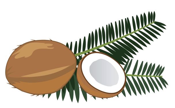 Coconut - Vector, Image