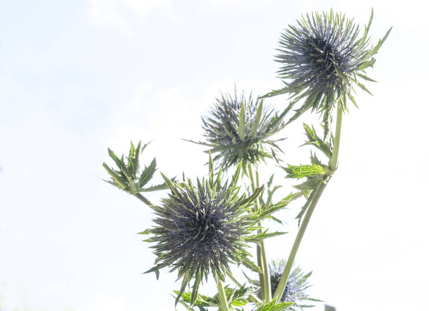 Seedheads of fullers teasel under blue sky. Dry flowers of Dipsacus fullonum, Dipsacus sylvestris, is a species of flowering plant known by the common name wild teasel. - Photo, Image