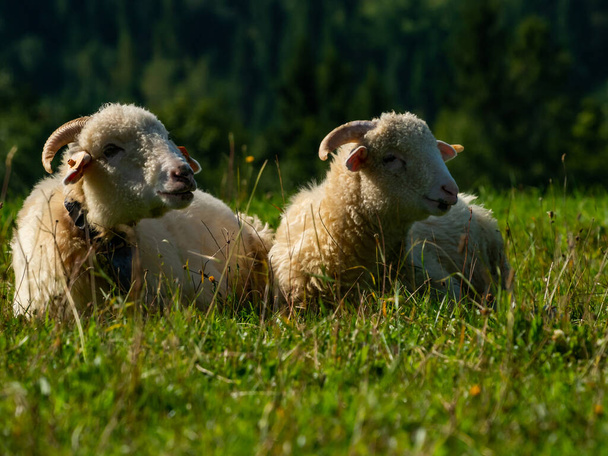 Duas ovelhas que colocam e descansam no prado
. - Foto, Imagem