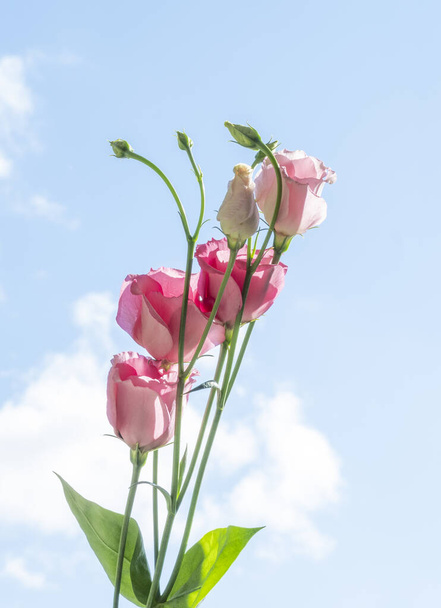 Spring flowering branches, pink flowers, blossoms isolated on blue sky. - Φωτογραφία, εικόνα