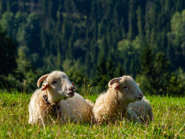 Dos ovejas tendidas y descansando en el prado
. - Foto, imagen