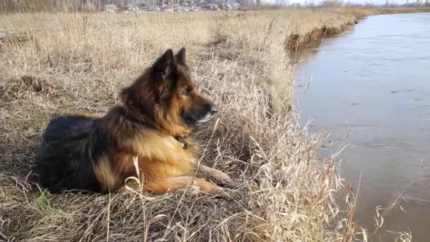 Duitse herdershond ligt en rust op de oever van de rivier. - Video