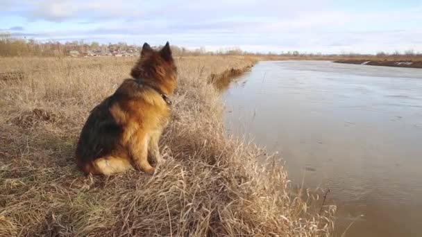 春のドイツの羊飼いの犬は川のほとりに座っています. - 映像、動画