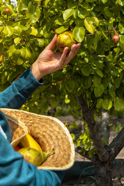 Ekolojik bir köyün ağaçlarından armut toplayan bir kadın onları yüklemek için hasır bir şapka takıyor. Güneşli bir günde ekovillajda meyve toplamak. - Fotoğraf, Görsel