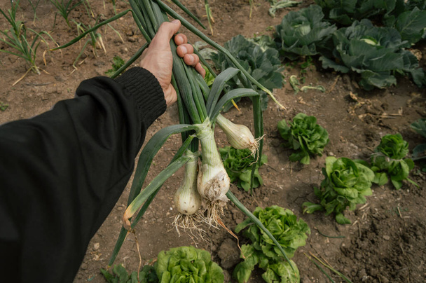 Rolnik posiada kilka organicznych szalotek lub cebuli świeżo zebranych z ekologicznego ogrodu warzywnego. Sad z różnymi warzywami. - Zdjęcie, obraz