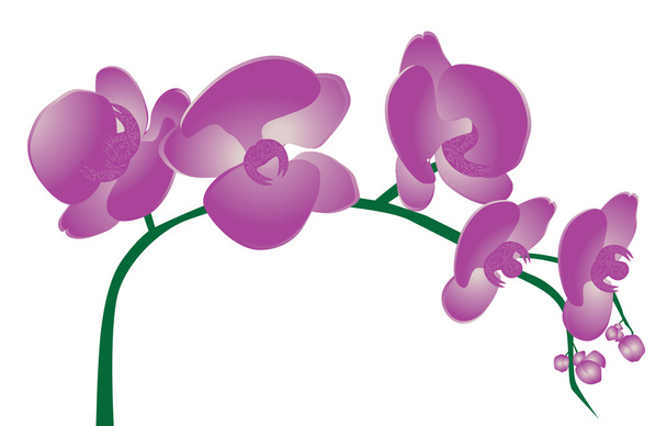 ορχιδέα λουλούδια - Διάνυσμα, εικόνα
