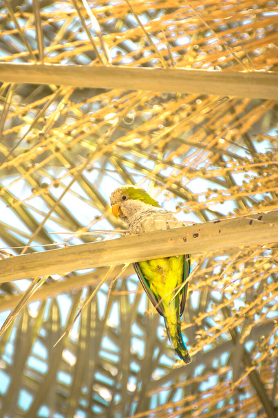 Parakeet monge (Myiopsitta monachus) no ramo de uma palmeira com céu azul no fundo. Cena tropical com belo papagaio no dia ensolarado
. - Foto, Imagem