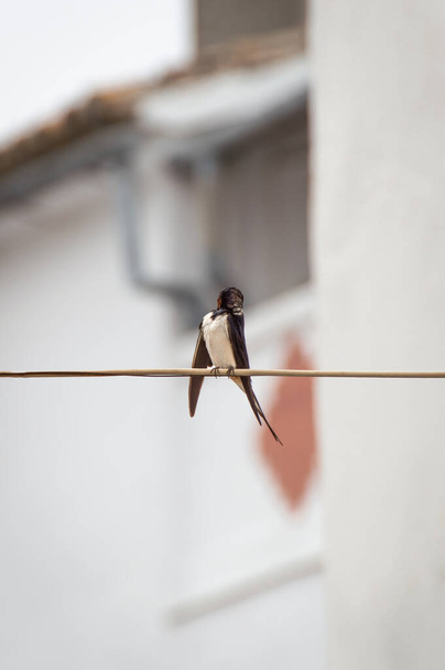 Kaunis Barn Swallow (Hirundo rustica) puhdistus plumage kyydissä kaapeli kadulla, hämärä tausta valkoiset talot kaupungin
. - Valokuva, kuva