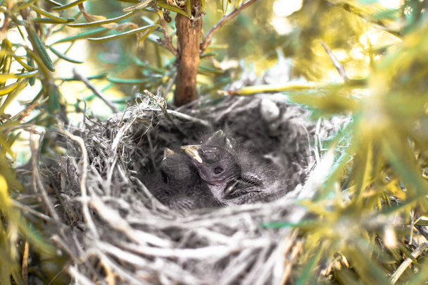 Οι νεοσσοί στη φωλιά κοιμούνται. Κοντινό πλάνο του αυτιού και λεπτομέρειες του κεφαλιού. Τρία μικρά όμορφα πουλάκια (Passer domesticus) που μεγαλώνουν. - Φωτογραφία, εικόνα