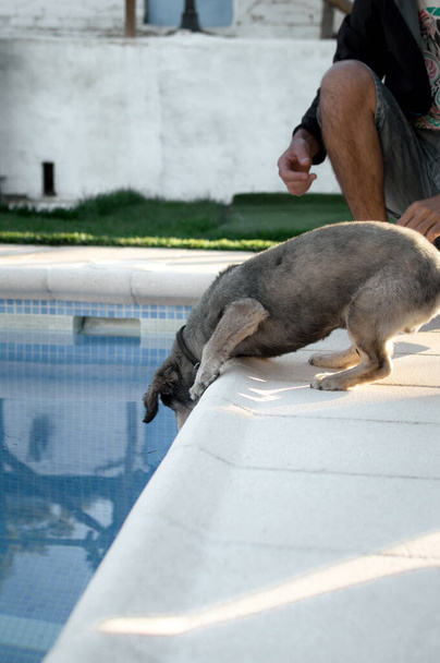 Ο σκύλος πίνει από μια πισίνα κατά τη διάρκεια μιας ζεστής και ηλιόλουστης ημέρας του καλοκαιριού. Απολαμβάνοντας το καλοκαίρι κατά τη διάρκεια των διακοπών σε ένα αγροτικό σπίτι στην ύπαιθρο. - Φωτογραφία, εικόνα