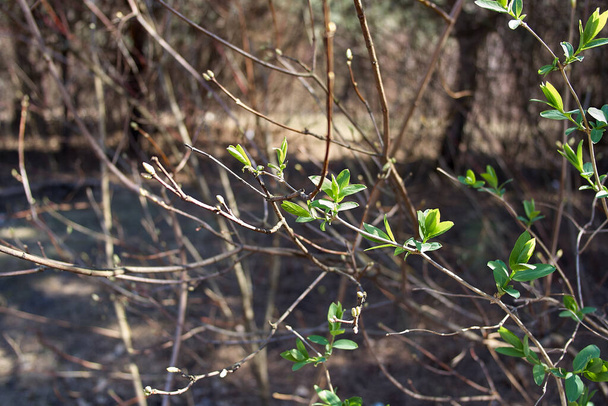 黒い背景に緑の葉が孤立した小枝のマクロ - 写真・画像
