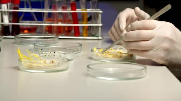 A tudósok csírákat válogatnak Petri-csészében - Felvétel, videó