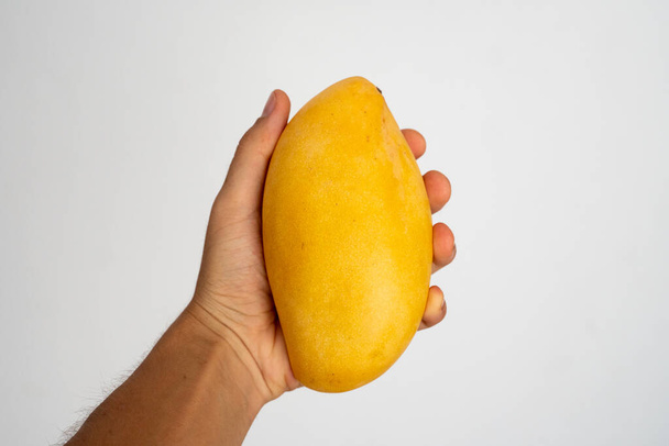 Female hand holding a ripe mango on a white background. - Foto, afbeelding