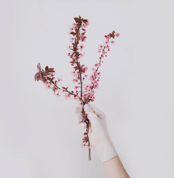 Mano in un guanto di lattice protettivo che tiene il ramo di fiori rosa di fiore di primavera su sfondo bianco minimalista. Molla di quarantena, coronavirus virale, concetto protettivo
. - Foto, immagini