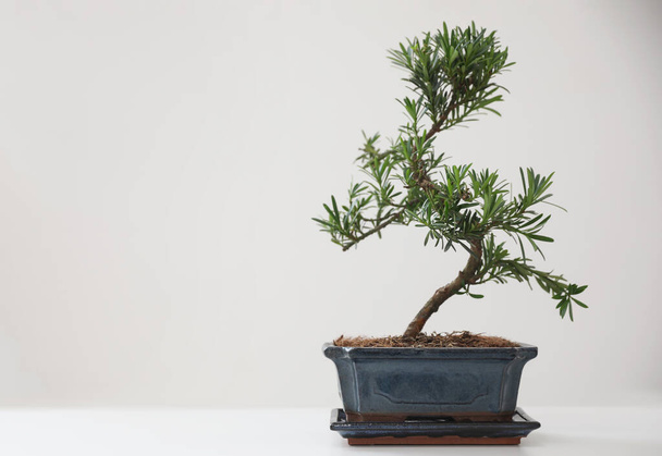 Japanese bonsai plant on white background, space for text. Creating zen atmosphere at home - 写真・画像