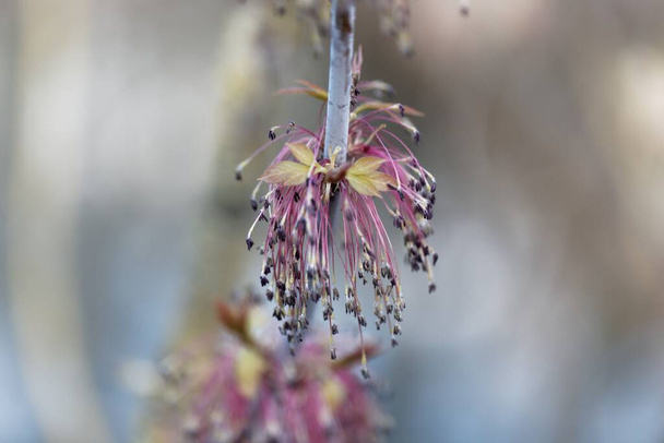 Macro photo of male flowers of a box elder tree, Acer negundo. - Photo, Image