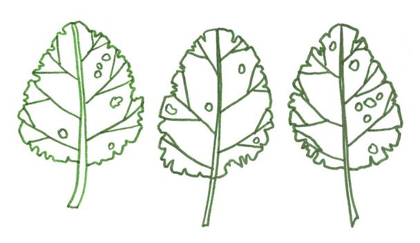 disegno grafico di una serie di foglie monocromatiche di contorno verdi su uno sfondo bianco
 - Foto, immagini