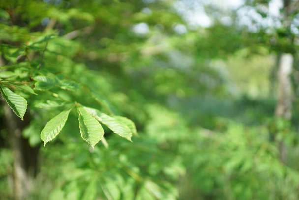 Branche de châtaignier aux feuilles vertes luxuriantes
. - Photo, image