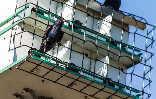 Purpurmartin Progne subis Vogel in einem Vogelhaus in Sarasota, Florida. - Foto, Bild