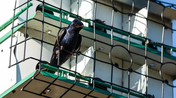 Purple martin Progne subis bird in a birdhouse in Sarasota, Florida. - Photo, Image