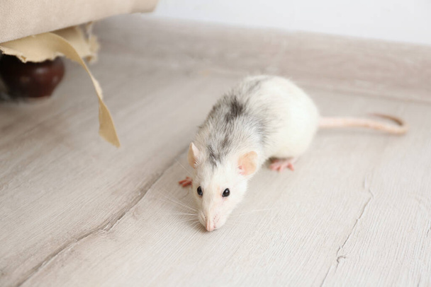 Rat near damaged furniture indoors. Pest control - Photo, Image