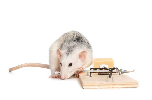 Rat and mousetrap with cheese on white background. Pest control - Zdjęcie, obraz