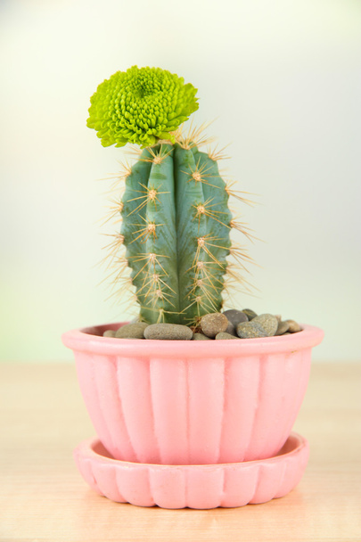Cactus in flowerpot with flower, on wooden table - Foto, immagini