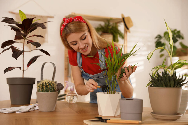 Young woman potting beautiful plant at home. Engaging hobby - 写真・画像