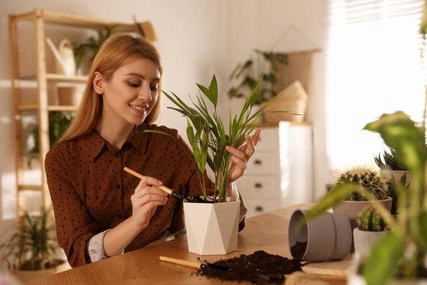 Young woman potting beautiful plant at home. Engaging hobby - Foto, afbeelding