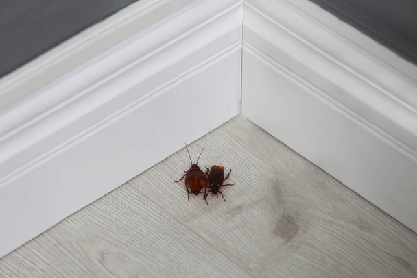 Cockroaches on wooden floor in corner at home. Pest control - Foto, Imagen