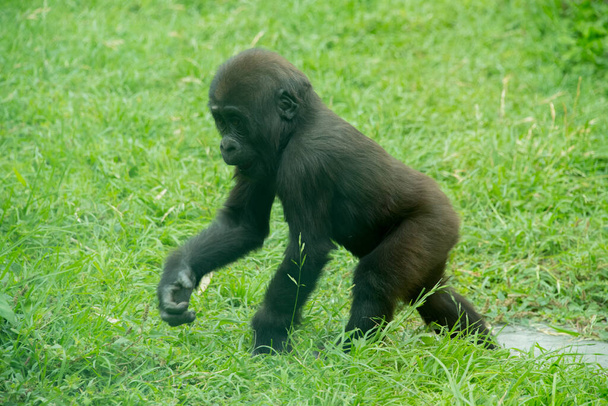 cucciolo di gorilla bambino in cerca di sua madre
 - Foto, immagini