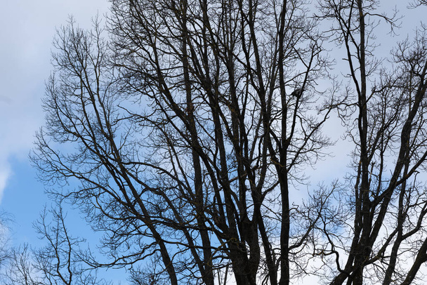 μαύρα δέντρα ενάντια σε έναν γαλάζιο ουρανό - Φωτογραφία, εικόνα
