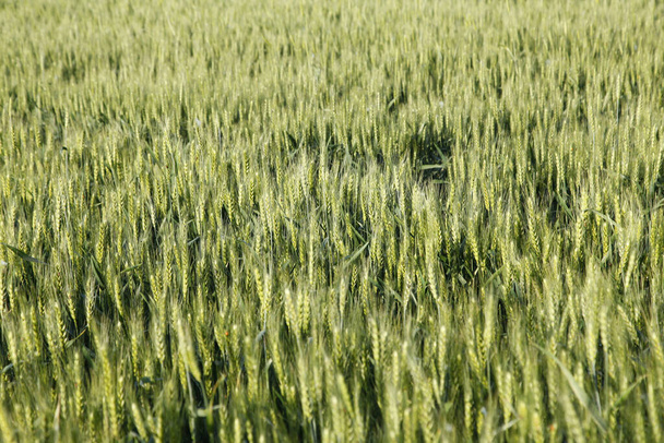 緑の小麦畑は成長し活力に満ちています - 写真・画像