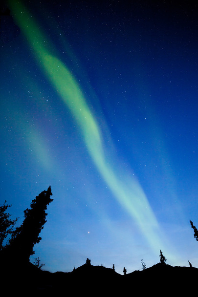Yukon tajga świerk zorzy polarnej zorzy polarnej - Zdjęcie, obraz