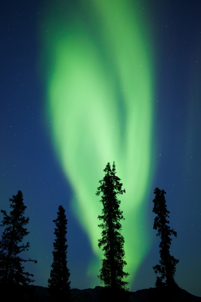 Yukon taiga abete rosso aurora boreale
 - Foto, immagini