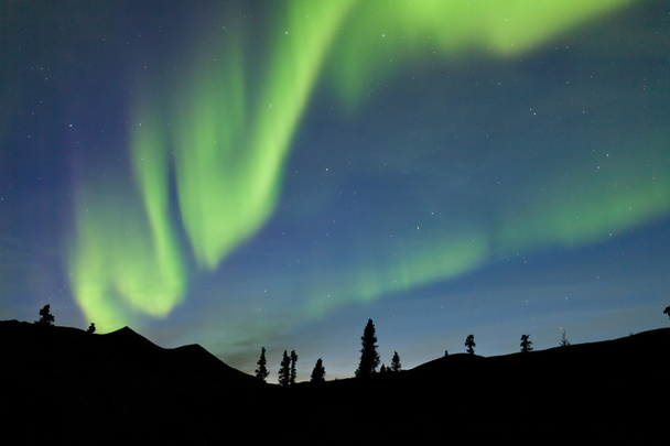 Yukon taiga kuusi Revontulet Aurora borealis
 - Valokuva, kuva