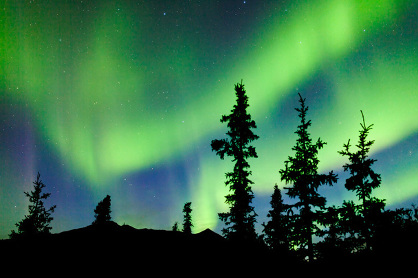 Yukon taiga fenyő északi fények aurora borealis - Fotó, kép