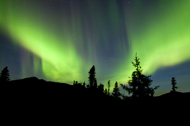 Yukon taiga spruce Northern Lights Aurora borealis - 写真・画像