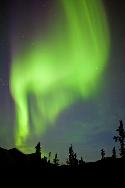Yukon Tayga Ladin Kuzey ışıkları aurora borealis - Fotoğraf, Görsel