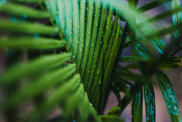 close-up of palm tree leaves with raindrops outdoor in backyard under tropical rain shot at shallow depth of field - Foto, afbeelding